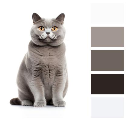 British Shorthair Feline Cat Image